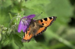 Aglais urticae, mountains, aglais, small, switzerland, arthropod, flumserberg, native, alps, urticae, swiss, animal, alpine, fauna, nymphalidae, wild, flying, wildlife, lepidoptera, tortoiseshell, butterfly, insect, orange, invertebrate, wings