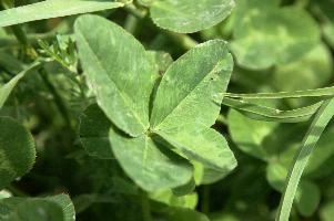 4-leaved clover, four, flumserberg, charm, mountains, fortunate, 4, luck, leafed, four-leaved, shamrock, alpine, find, alps, clover, fortune, swiss, leaved, 4-leaved, rare, plant, leaf, green, seldom, supersition, lucky, freak, chance, pasture, meadow