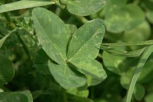 4-leaved clover, four, flumserberg, charm, mountains, fortunate, 4, luck, leafed, four-leaved, shamrock, alpine, find, alps, clover, fortune, swiss, leaved, 4-leaved, rare, plant, leaf, green, seldom, supersition, lucky, freak, chance, pasture, meadow