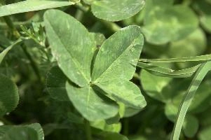 4-leaved clover, four, flumserberg, charm, mountains, fortunate, 4, luck, leafed, four-leaved, shamrock, alpine, find, alps, clover, fortune, swiss, leaved, 4-leaved, rare, plant, leaf, green, seldom, supersition, lucky, freak, chance, pasture, meadow