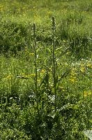 dsc_263065.jpg