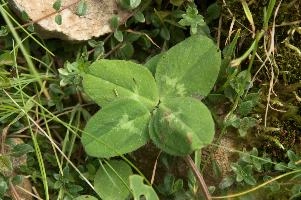 4-leaved clover on Alp Palfries, Switzerland, null