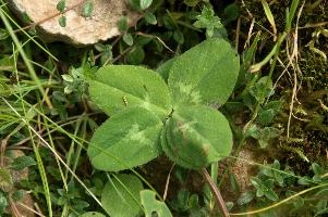 4-leaved clover on Alp Palfries, Switzerland, null