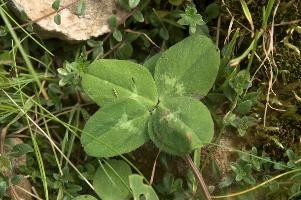4-leaved clover on Alp Palfries, Switzerland, null
