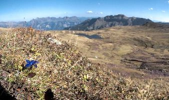 A single gentian, null
