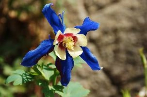 DSC_6405blu.jpg