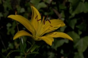 dsc_171935.jpg