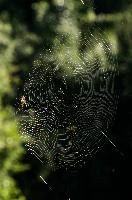 dsc_179224.jpg