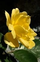 dsc_185042.jpg