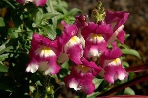 Antirrhinum, snapdragon, swiss, outdoors, switzerland, pink, mauve, perennial, antirrhinum, village, sunshine, berschis, purple, bright, flower, cultivated, cottage, botany, white, yellow, colourful, summer, alpine, border, herbaceous, flora, bunch