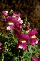 Antirrhinum, snapdragon, swiss, outdoors, switzerland, pink, mauve, perennial, antirrhinum, village, sunshine, berschis, purple, bright, flower, cultivated, cottage, botany, white, yellow, colourful, summer, alpine, border, herbaceous, flora, bunch