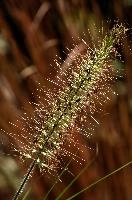 dsc_185087.jpg