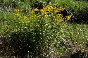 dsc_185111.jpg