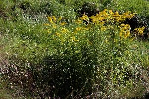 dsc_185114.jpg