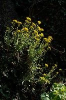 dsc_204173.jpg