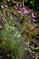 Alpine pinks, null