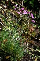 Alpine pinks, null