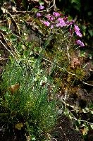 Alpine pinks, null