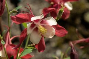 Aquilegia, flower, blossom, cheerful, bloom, red, bright, aquilegia, bonnet, berschis, ornamental, outdoors, walenstadt, fresh, bicolour, garden, grannys, hardy, perennial, sunlight, life, yellow, flora, white, cultivated, cultivar, switzerland, outdoor