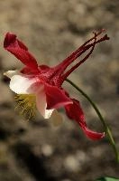 Aquilegia, flower, blossom, cheerful, bloom, red, bright, aquilegia, bonnet, berschis, ornamental, outdoors, walenstadt, fresh, bicolour, garden, grannys, hardy, perennial, sunlight, life, yellow, flora, white, cultivated, cultivar, switzerland, outdoor