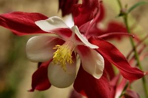 Aquilegia, flower, hardy, cheerful, blossom, bloom, life, aquilegia, bonnet, berschis, cultivar, outdoors, walenstadt, sunlight, bicolour, garden, grannys, cultivated, perennial, switzerland, outdoor, yellow, ornamental, flora, fresh, bright, white, red