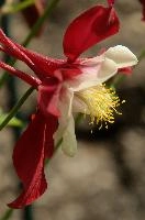 Aquilegia, flower, blossom, cheerful, bloom, red, bright, aquilegia, bonnet, berschis, ornamental, outdoors, walenstadt, fresh, bicolour, garden, grannys, hardy, perennial, sunlight, life, yellow, flora, white, cultivated, cultivar, switzerland, outdoor