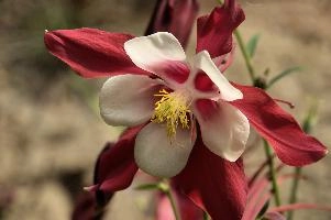 Aquilegia, flower, blossom, cheerful, bloom, red, bright, aquilegia, bonnet, berschis, ornamental, outdoors, walenstadt, fresh, bicolour, garden, grannys, hardy, perennial, sunlight, life, yellow, flora, white, cultivated, cultivar, switzerland, outdoor