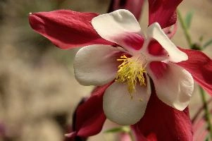 Aquilegia, flower, blossom, cheerful, bloom, red, bright, aquilegia, bonnet, berschis, ornamental, outdoors, walenstadt, fresh, bicolour, garden, grannys, hardy, perennial, sunlight, life, yellow, flora, white, cultivated, cultivar, switzerland, outdoor