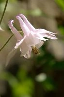 Aquilegia, flower, hardy, blossom, bloom, life, aquilegia, pink, berschis, cultivar, perennial, walenstadt, sunlight, translucent, garden, lilay, cultivated, bonnet, switzerland, outdoor, pale, ornamental, flora, fresh, bright, grannys, violet