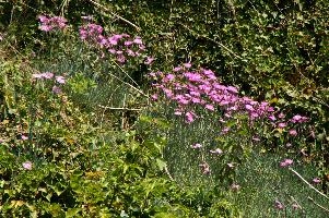 dsc_212078.jpg