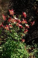 dsc_215851.jpg