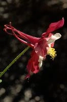 dsc_215863.jpg