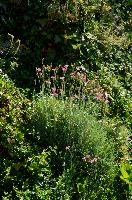dsc_215917.jpg