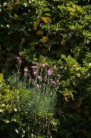 dsc_215932.jpg