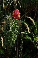 dsc_216823.jpg
