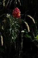 dsc_216824.jpg