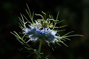dsc_216862.jpg
