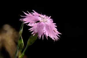 dsc_216920.jpg