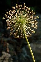 Allium, flower, switzerland, allium, berschis, walenstadt, garden