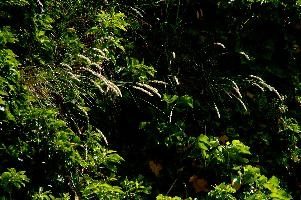 dsc_216938.jpg