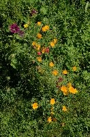 dsc_220537.jpg