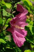 dsc_220595.jpg