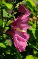 dsc_220598.jpg