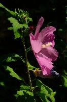 dsc_220652.jpg