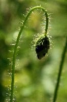 dsc_222605.jpg