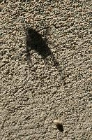 Along came..., garden, ominous, orb, shadow, spider, berschis, horror, walenstadt, wall, creepy, arachnid, switzerland, symbolic, crawly