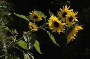 dsc_242710.jpg