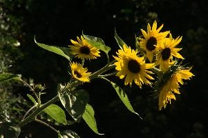 dsc_242713.jpg