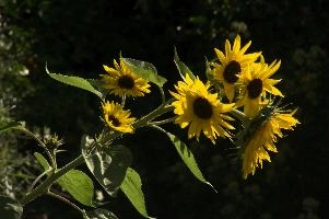 dsc_242715.jpg