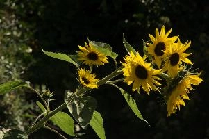 dsc_242718.jpg
